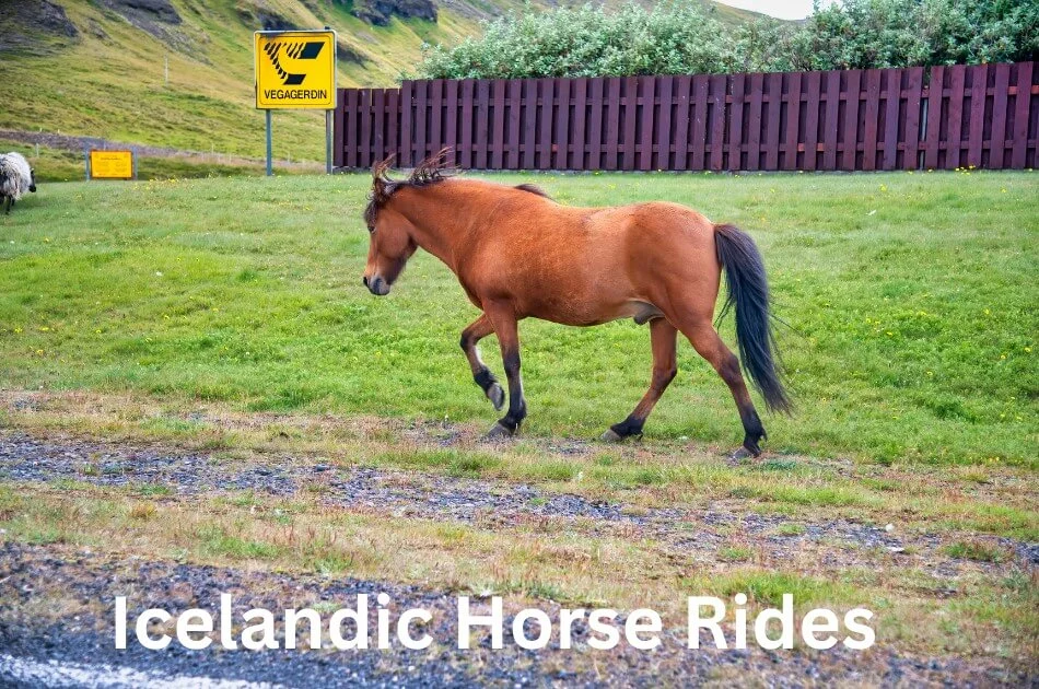 Beautiful Icelandic horse walking on green meadow, famous for horse riding tours and unique breed experiences in Iceland