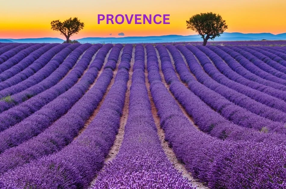 lavender-fields-in-provence-france
