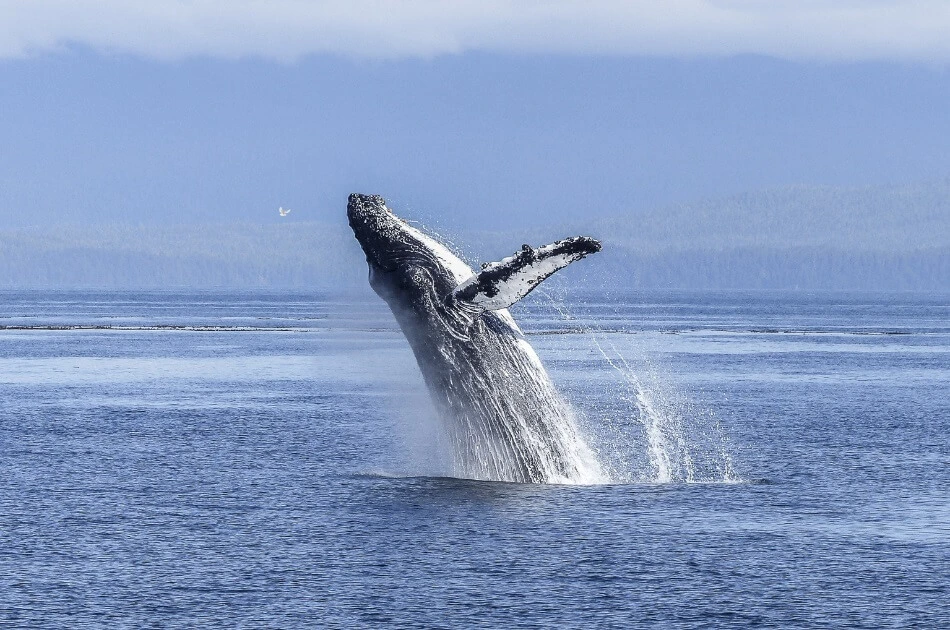 Humpback whale breaching in Husavik Iceland, popular destination for whale watching tours